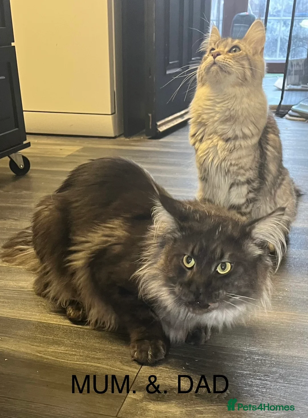 Maine Coon cats for sale:  Stunning Maincoon boy black/smoke - Advert 5