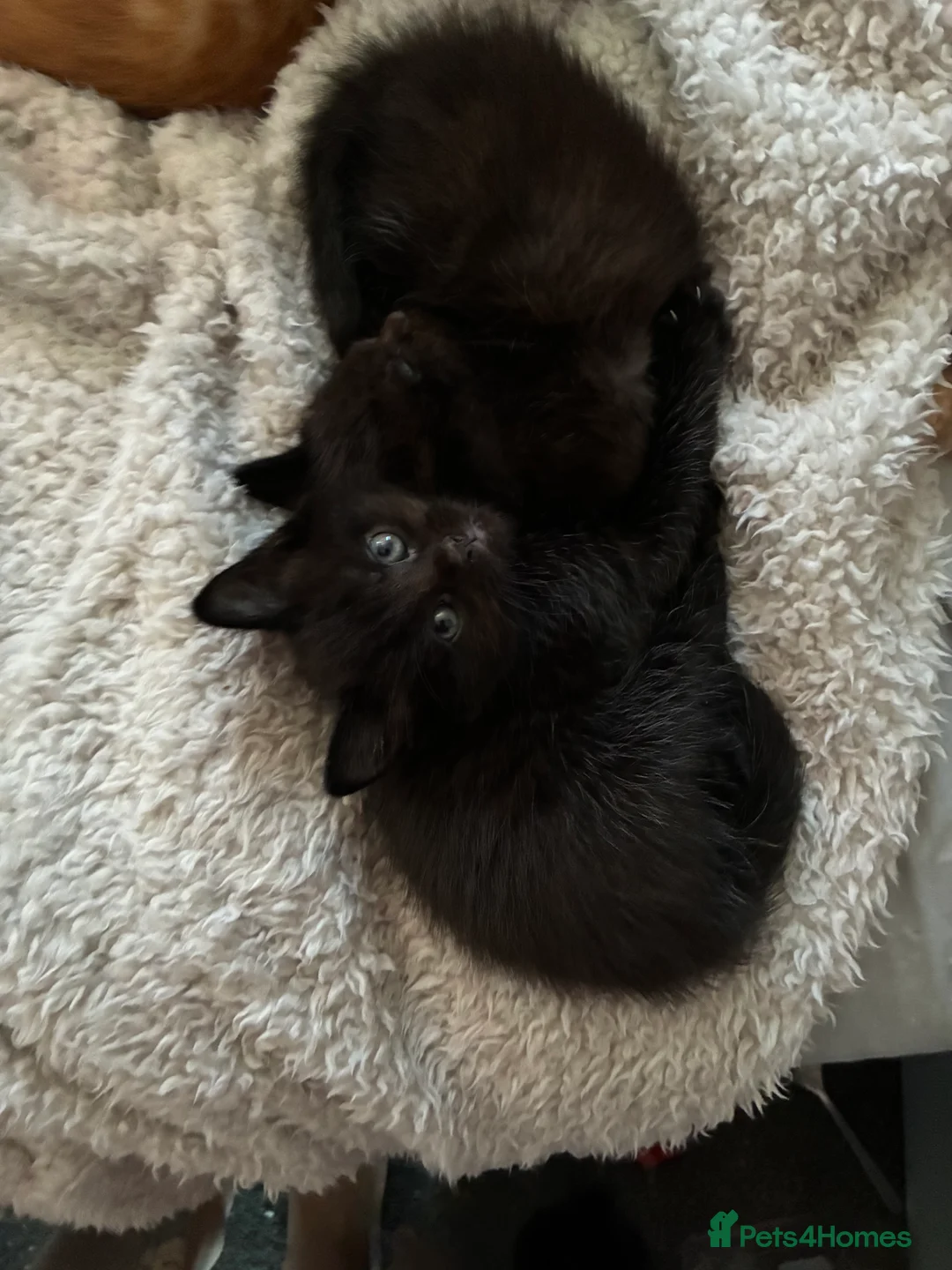 Mixed Breed cats for sale: Beautiful fluffy cuddly kittens for sale!!!  - Advert 25