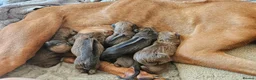 Rhodesian Ridgeback dogs for sale: K.c registered DNA clear pups  in Rotherham - Advert 5