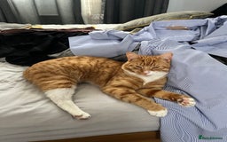 Mixed Breed cats for sale: My Myles  - Image 2