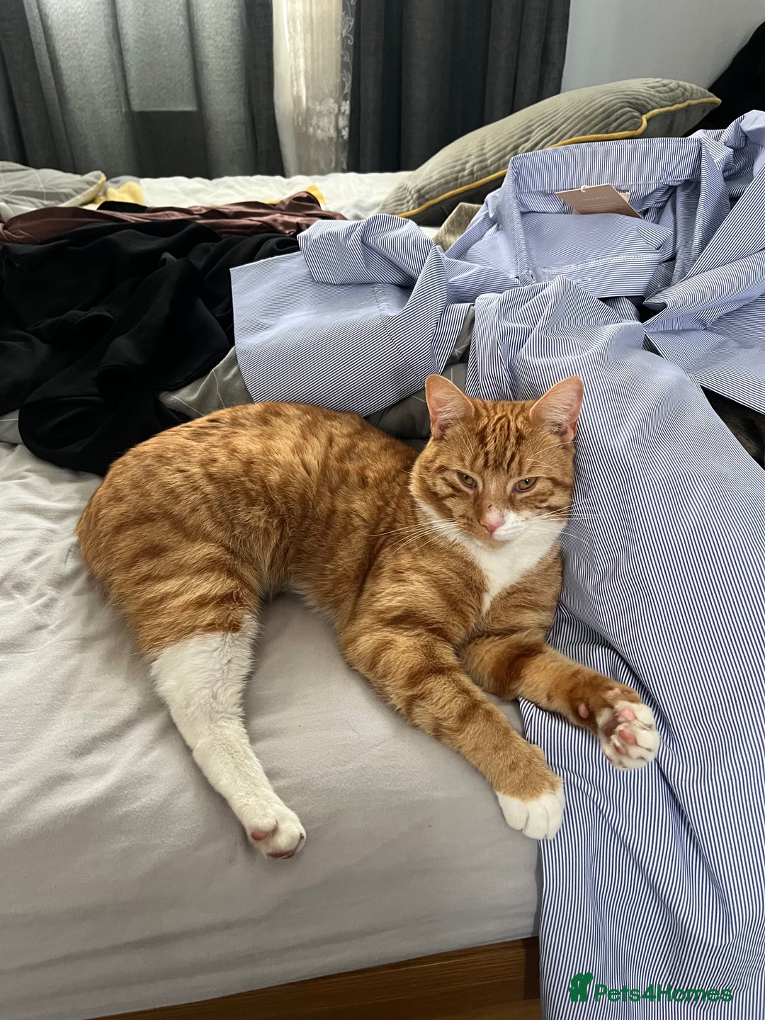 Mixed Breed cats for sale: My Myles  - Image 2