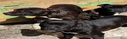 Staffordshire Bull Terrier dogs for sale: 3 Staffordshire pups - Advert 6