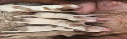 Toy Poodle dogs for stud: Apricot Toy Poodle Stud carries parti and phantom in Stockton-on-Tees - Advert 22