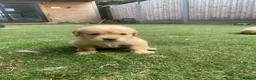 Golden Retriever dogs for sale: KC REGISTERED ®️ 5 STAR ⭐️ GOLDEN RETRIEVER 🐶  - Advert 22