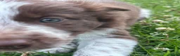 Border Collie dogs for sale: Border Collie Puppies - Advert 6