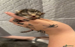 Bengal cats for sale: 10 Beautiful Bengal Kittens - Image 16