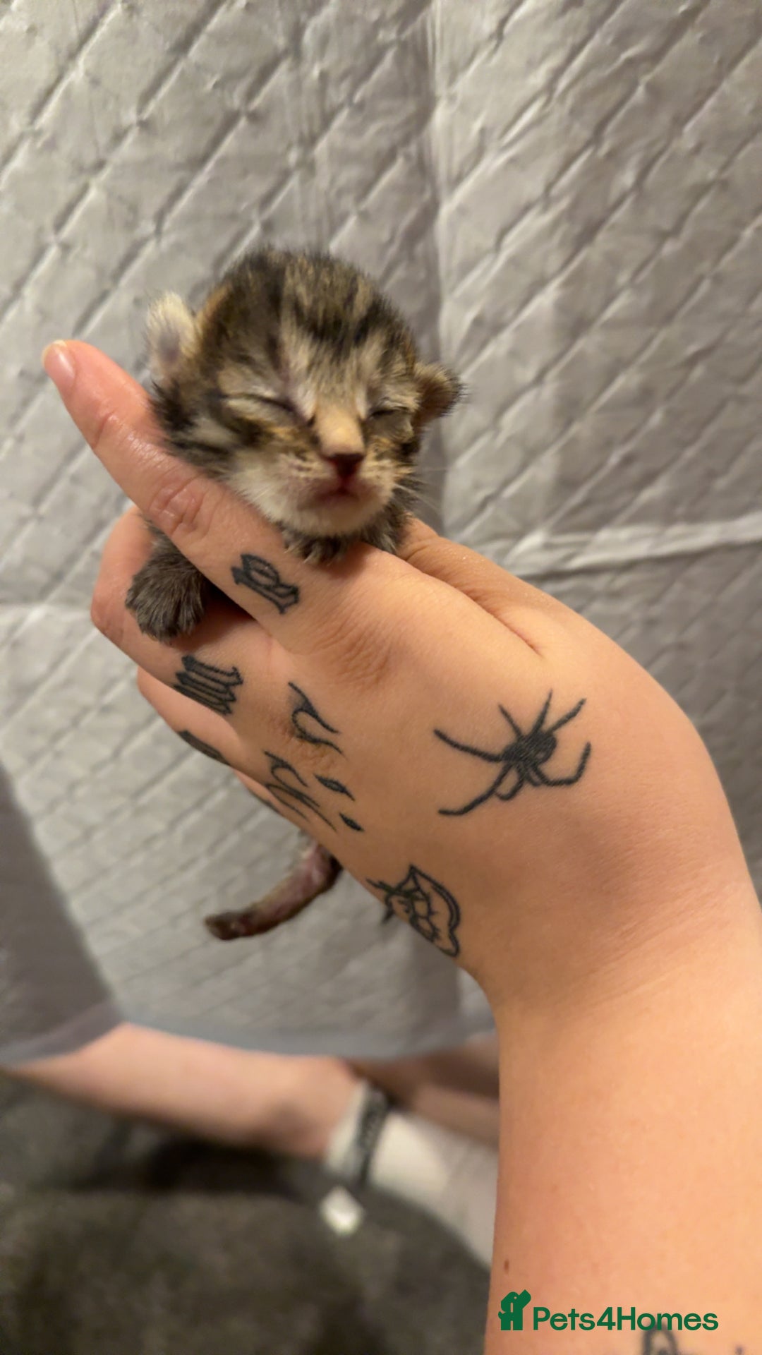 Bengal cats for sale: 10 Beautiful Bengal Kittens - Image 16