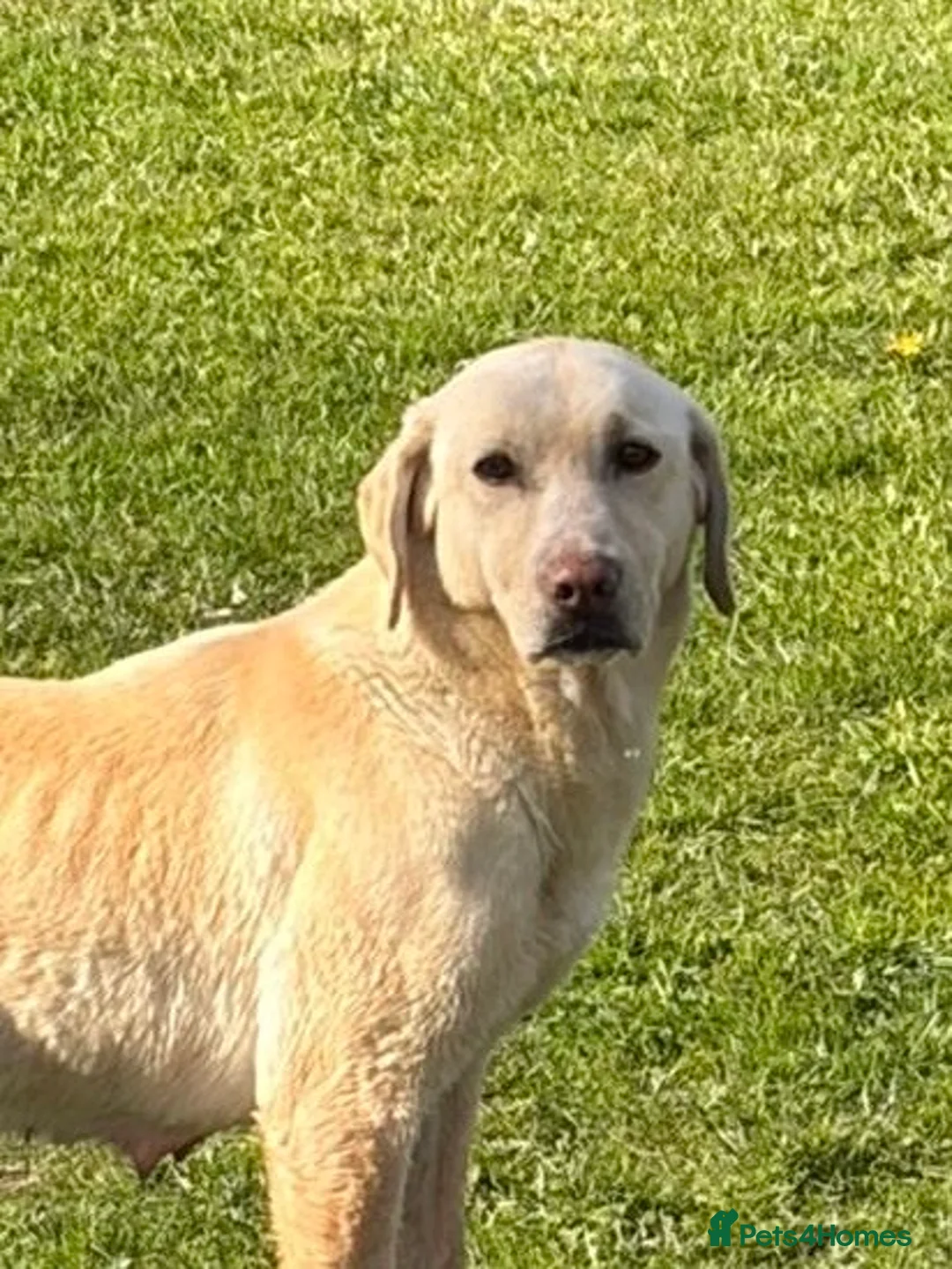 Labrador Retriever dogs for sale: Yellow kc registered Labrador retriever - Advert 1