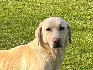 Labrador Retriever dogs Yellow kc registered Labrador retriever - Advert 1