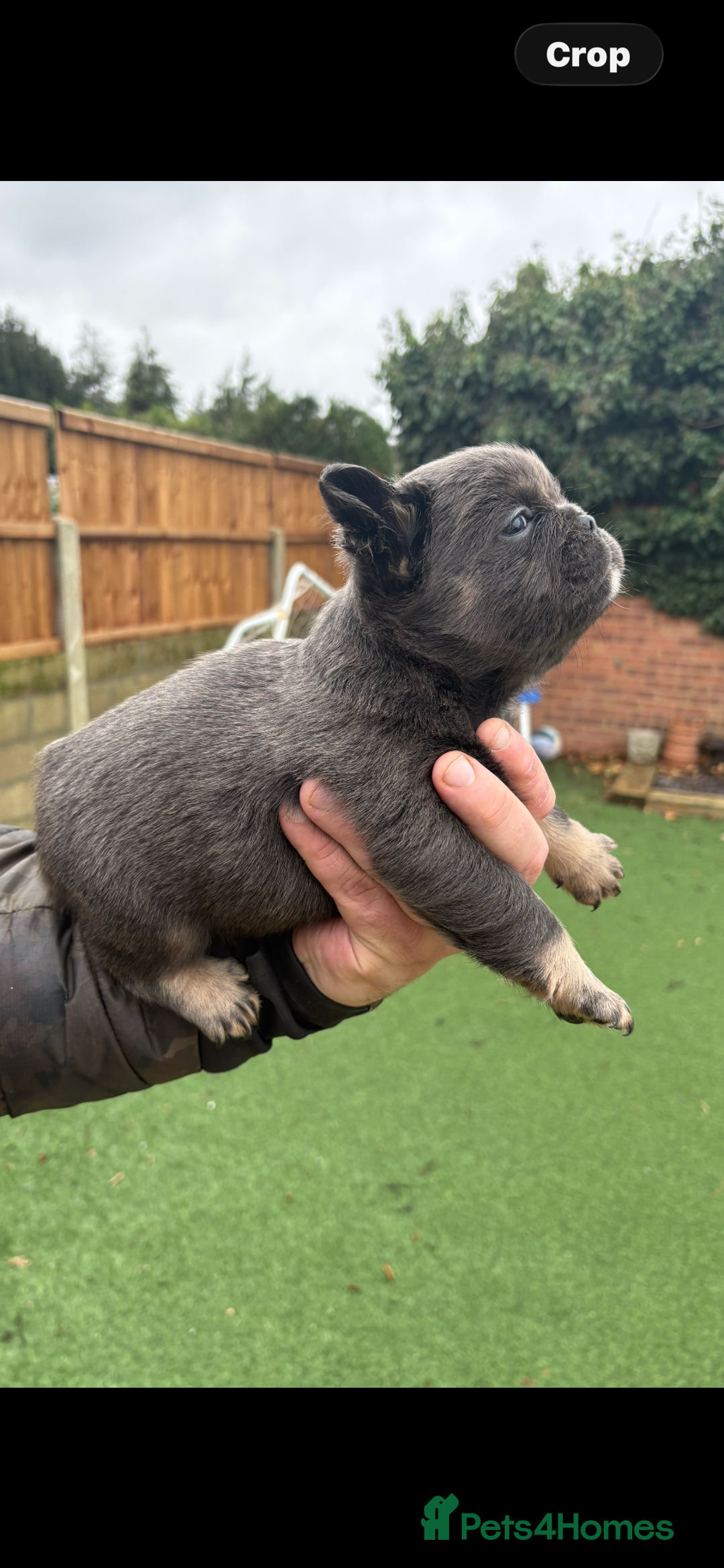 French Bulldog dogs for sale: French Bulldog Puppys - Advert 6