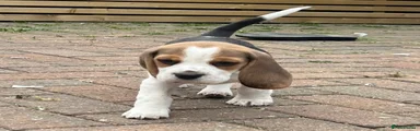 Beagle Puppy 3