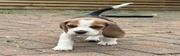 Beagle dogs for sale: Beautiful tri colour beagle puppies  - Advert 4