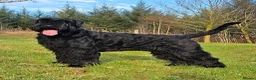Giant Schnauzer dogs for sale: Ready now! KC Giant Schnauzer Girl Puppy - Advert 16