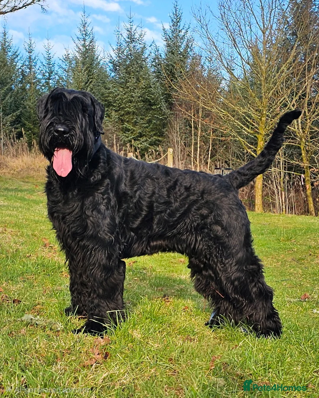 Giant Schnauzer dogs for sale: Ready now! KC Giant Schnauzer Girl Puppy - Advert 16