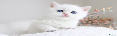 British Shorthair 1