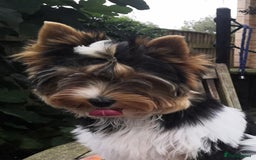 Biewer Terrier dogs for sale: Gorgeous Biewer Terrier puppies  - Image 1