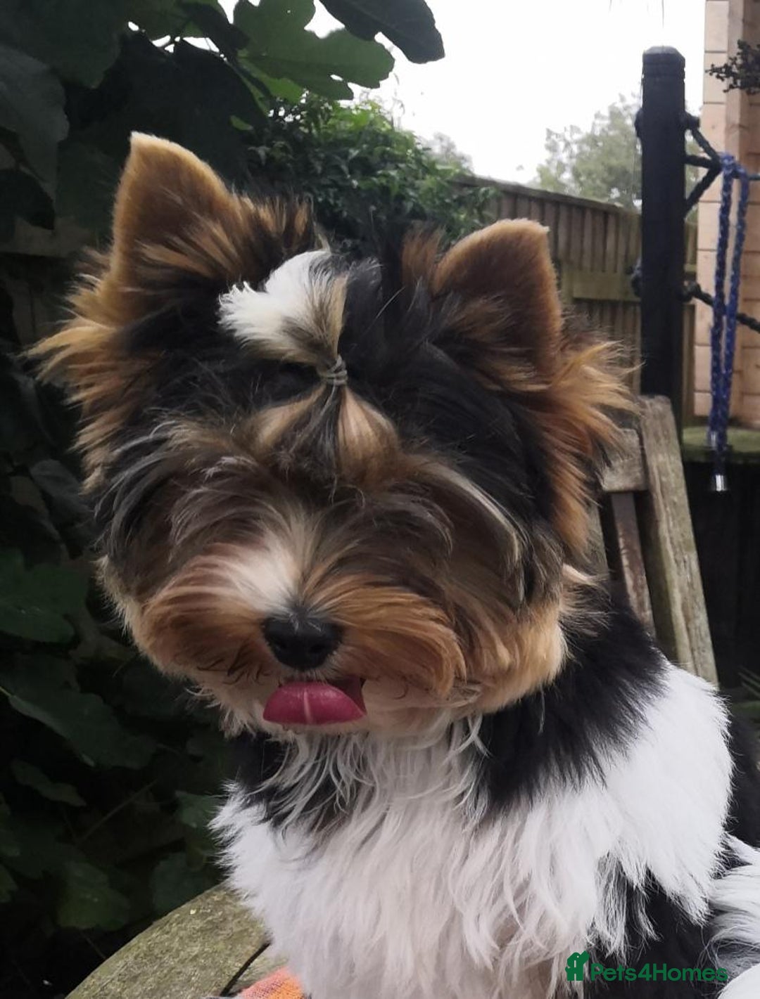 Biewer Terrier dogs for sale: Gorgeous Biewer Terrier puppies  - Image 1