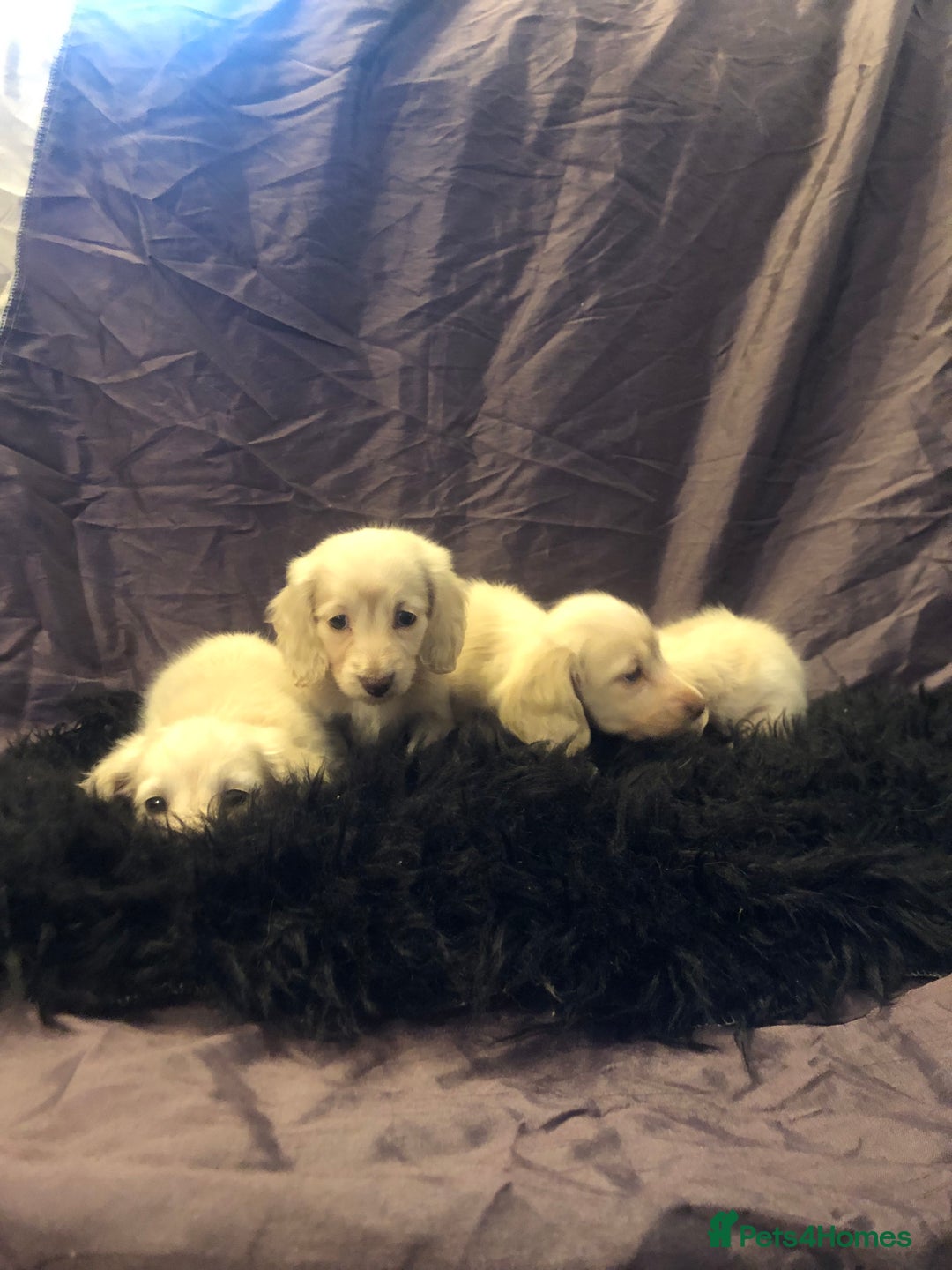Miniature Dachshund dogs for sale: English Cream miniature dachshund  - Advert 4