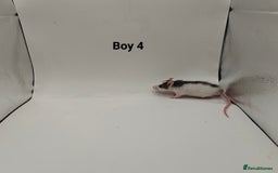 Rat rodents for sale: October Litters: 32 Rats For Sale - Image 7