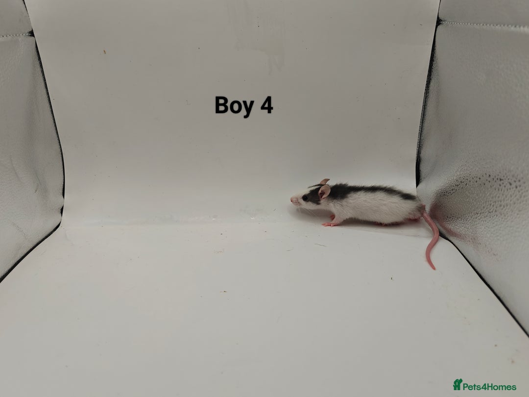 Rat rodents for sale: October Litters: 32 Rats For Sale - Image 7