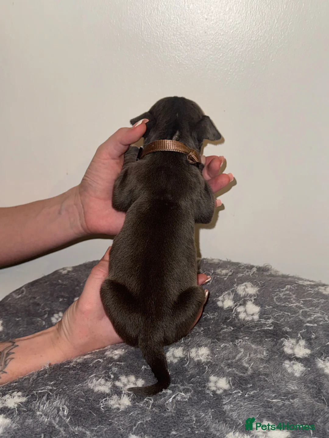 Mixed Breed dogs for sale: American bully x American bull staff 💙💕 in Salford - Advert 2