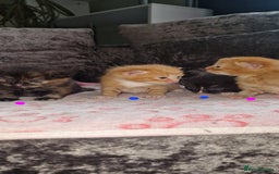 Mixed Breed cats for sale: Beautiful adorable kittens 💙🩵🩷 - Image 2