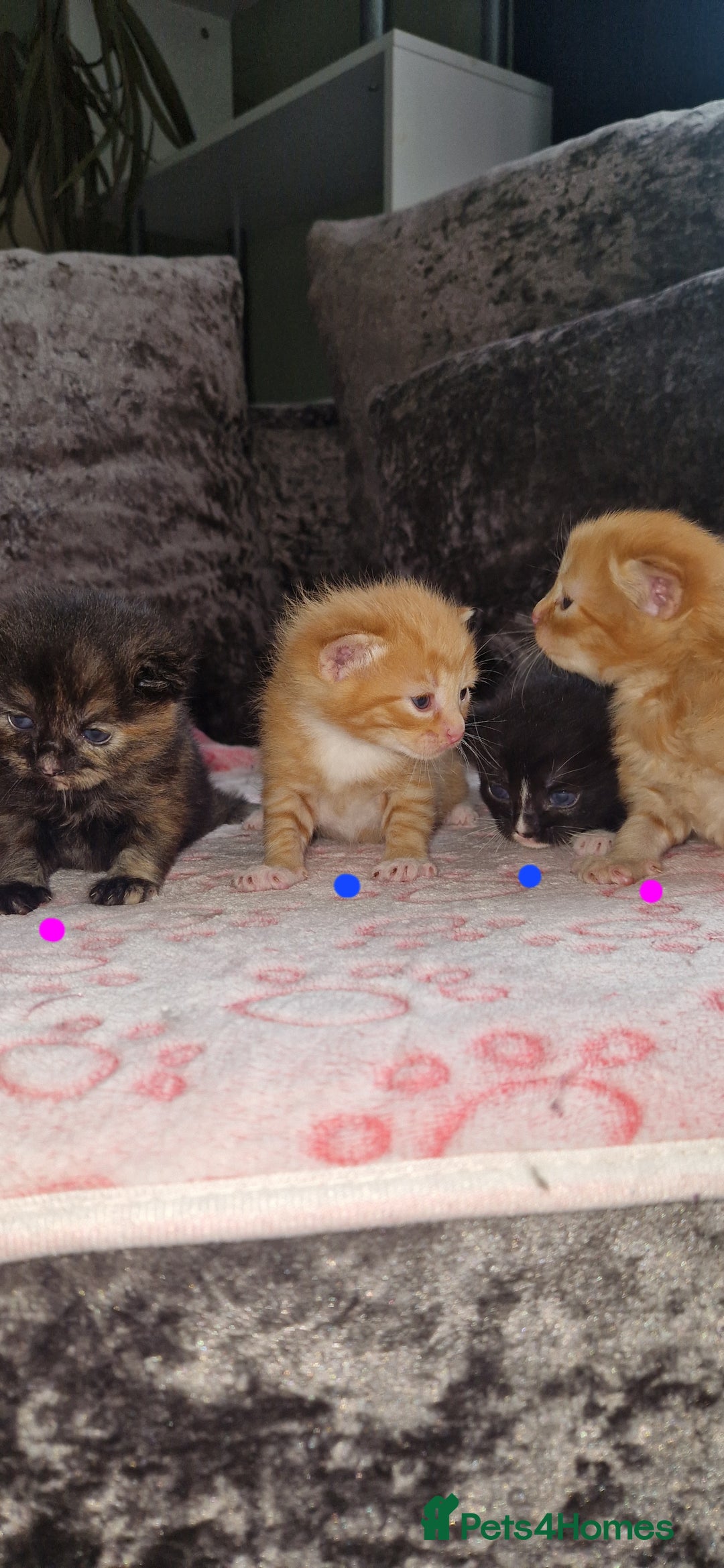 Mixed Breed cats for sale: Beautiful adorable kittens 💙🩵🩷 - Image 2
