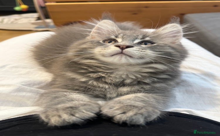 Maine Coon cats for sale - Advert 1