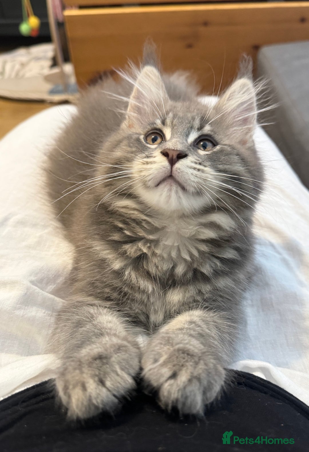 Maine Coon cats for sale: Champions- Bloodline Purebred Maine Coon Kittens  - Advert 1