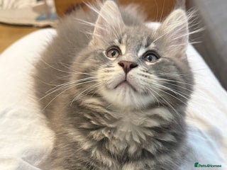 Maine Coon cats - Advert 12