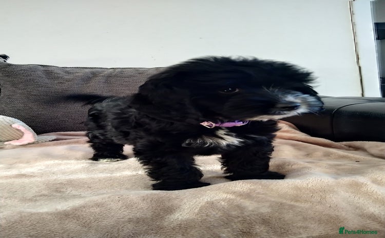 Cockapoo dogs - Advert 7