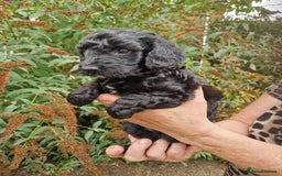 Cockapoo dogs for sale: VANASUZE SHOW TYPE F1b COCKAPOOS - Image 15