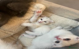 Scottish Fold cats for sale: 3 Scottish folds and 1 Scottish straight - Image 8