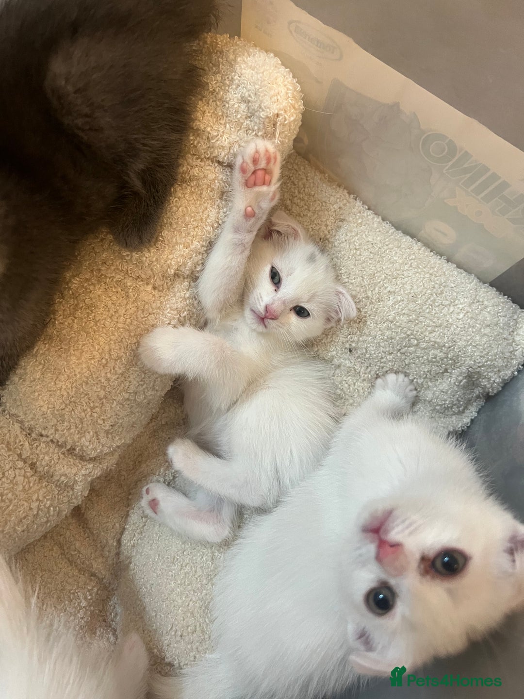 Scottish Fold cats for sale: 3 Scottish folds and 1 Scottish straight - Image 8