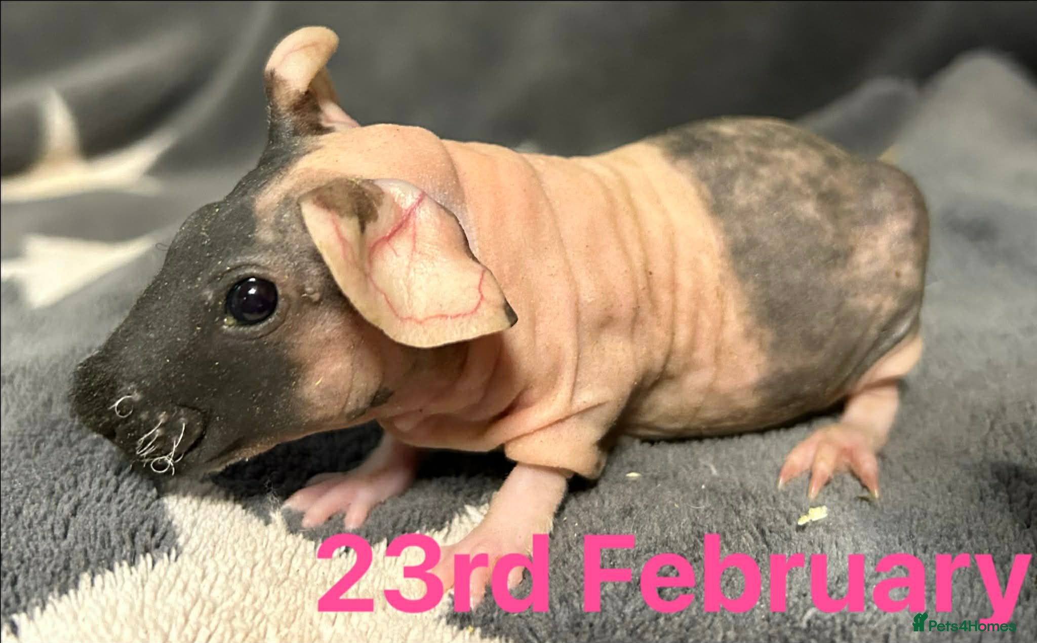 Guinea Pig rodents Skinny Pig Sows.  - Advert 16