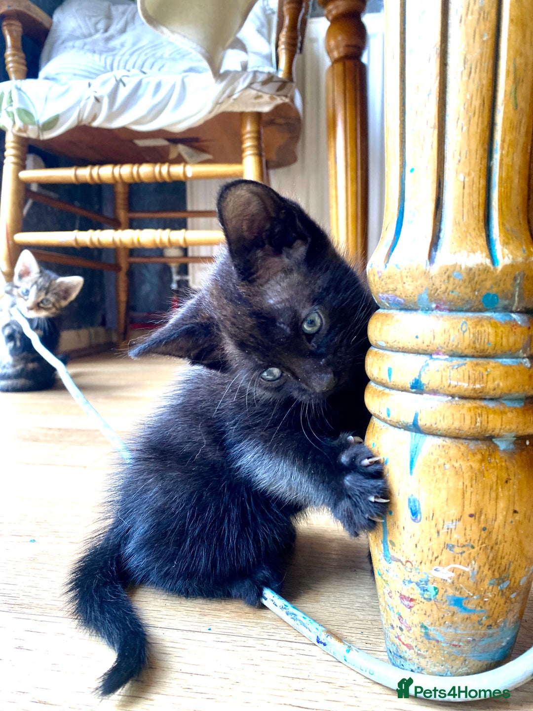 Mixed Breed cats for sale: 4 gorgeous kittens - Image 13