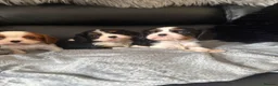 Cavalier King Charles Spaniel dogs for sale: Kc cavalier puppies dna clear  - Advert 18