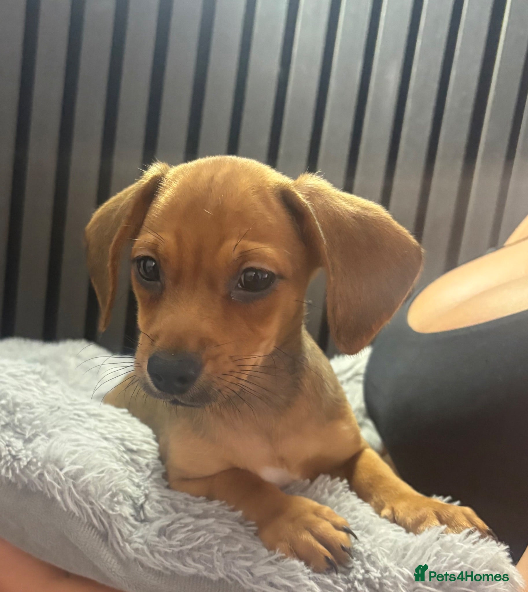 Chiweenie dogs Cute Chiweenie Boys - Advert 7