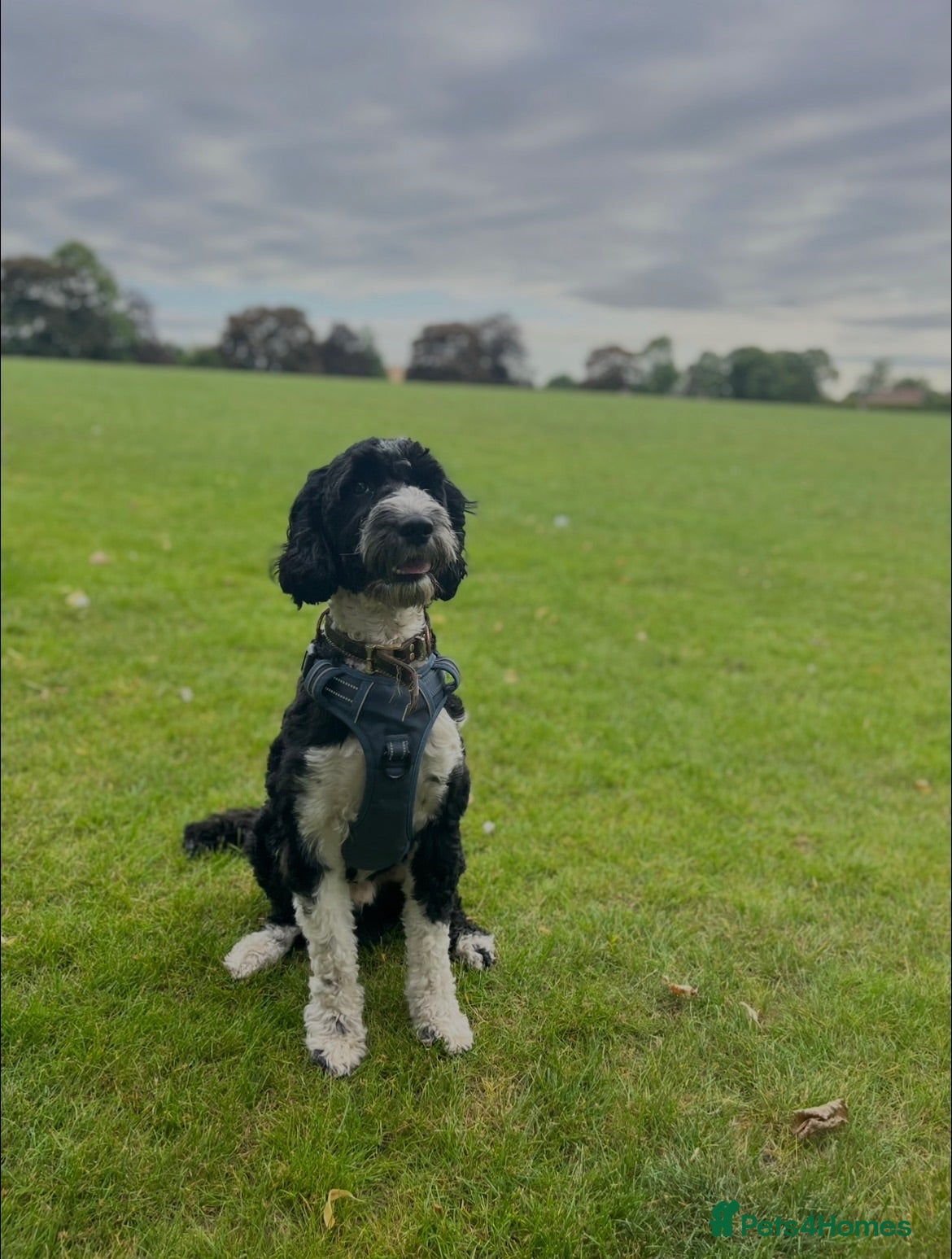 Cockapoo dogs COCKAPOO AVAILABLE FOR STUD ⭐️  - Advert 2