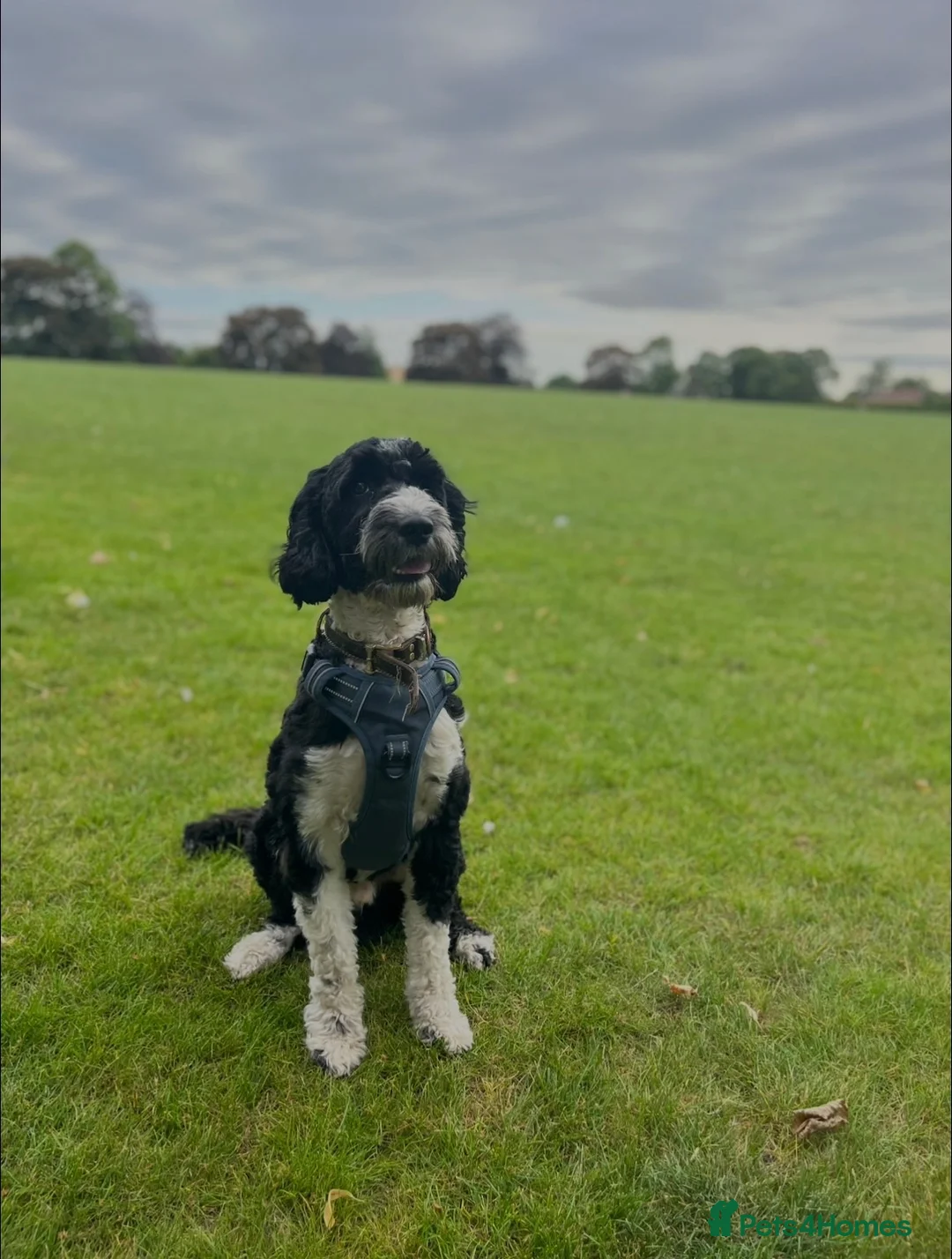 Cockapoo dogs for stud: COCKAPOO AVAILABLE FOR STUD ⭐️  - Advert 1