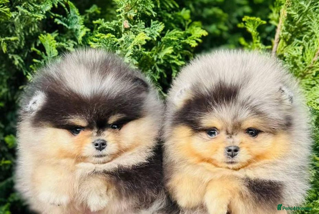 Pomeranian dogs for sale: Adorable Pomeranian Puppies Ready - Image 3