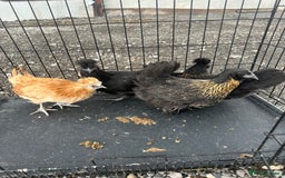 Chickens poultry for sale: Lots of Poultry Chickens available  - Image 12