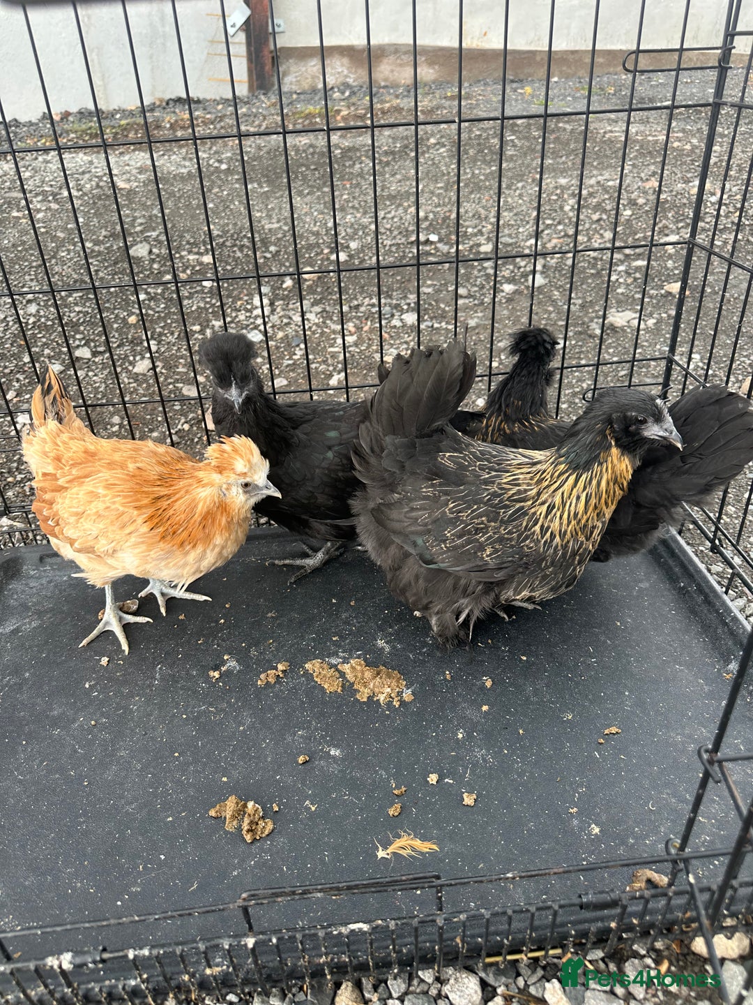 Chickens poultry for sale: Lots of Poultry Chickens available  - Image 12
