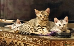 Bengal cats for sale: Bengal Mix Kittens High % Wild Asian Leopard Cat  - Image 4