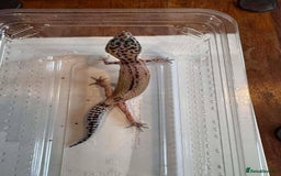 Leopard Gecko reptiles for sale: Young Leopard Geckos for sale - Advert 4