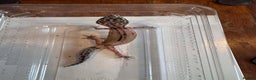 Leopard Gecko reptiles for sale: Young Leopard Geckos for sale - Advert 4