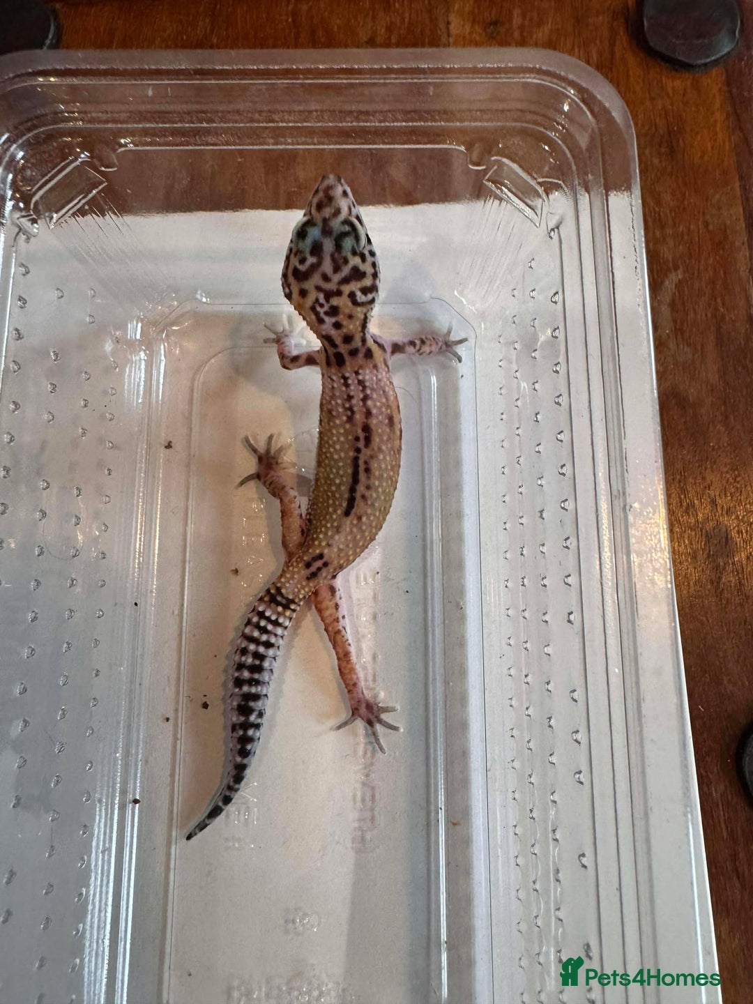 Leopard Gecko reptiles for sale: Young Leopard Geckos for sale - Advert 4