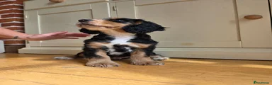 Cocker Spaniel 1