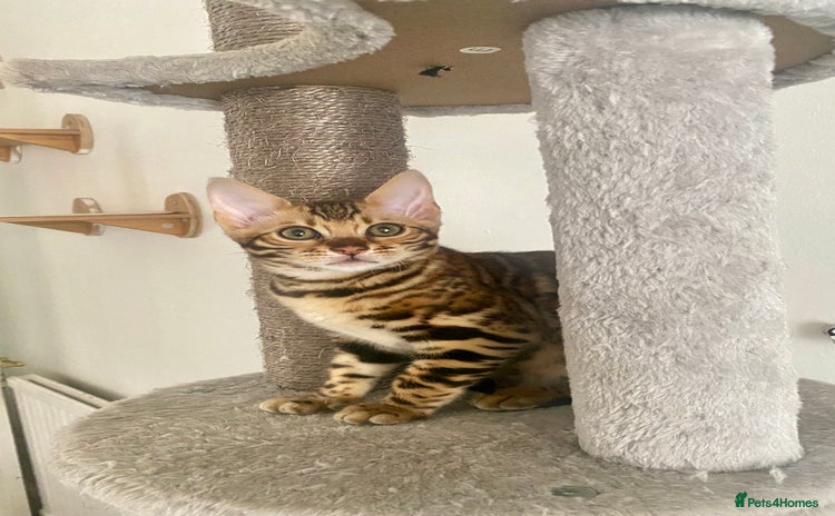 Bengal cats - Advert 1
