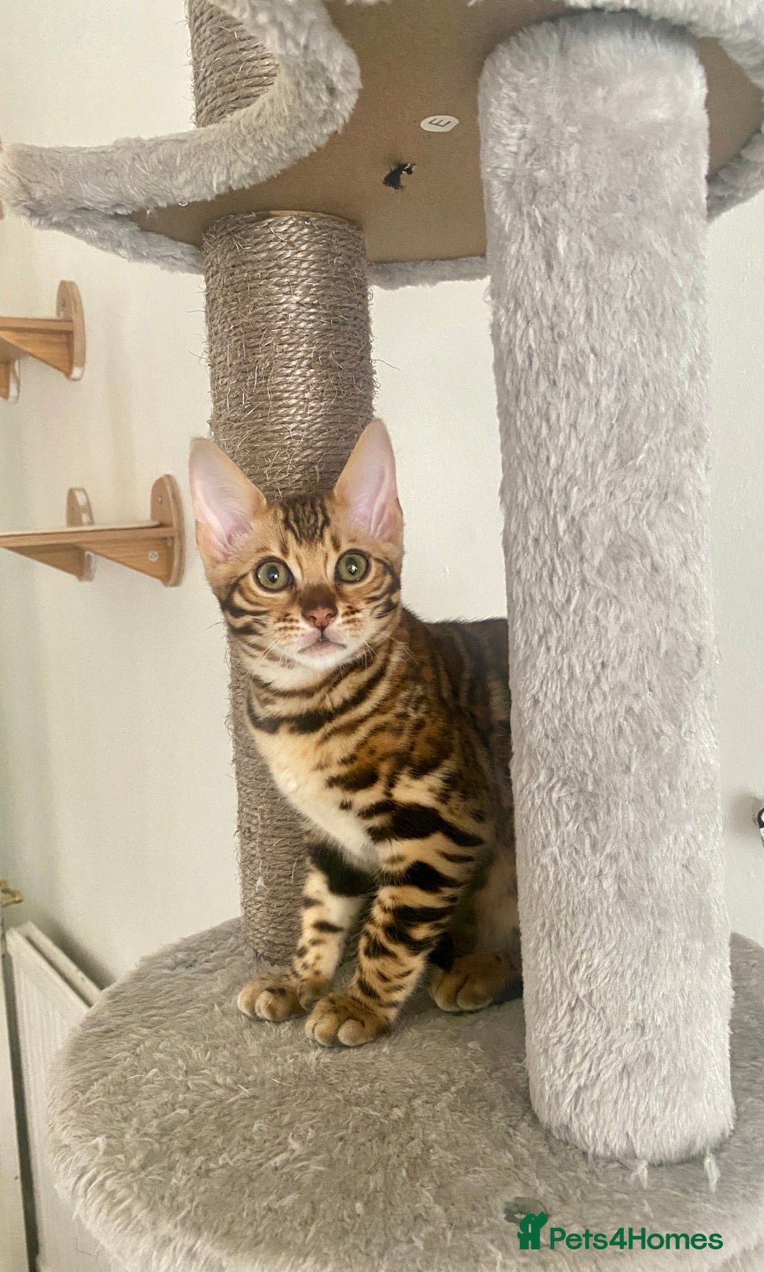 Bengal cats for sale: One Girl left .😻✨TICA registered  - Image 5